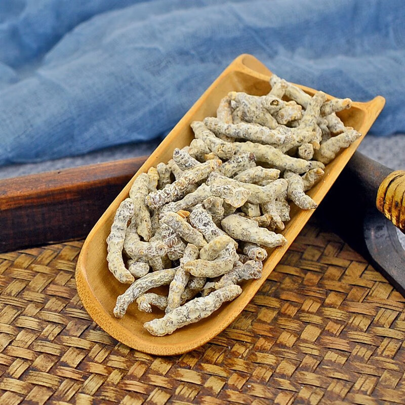 Bạch cương tằm