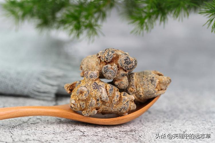 Tam Thất Bắc