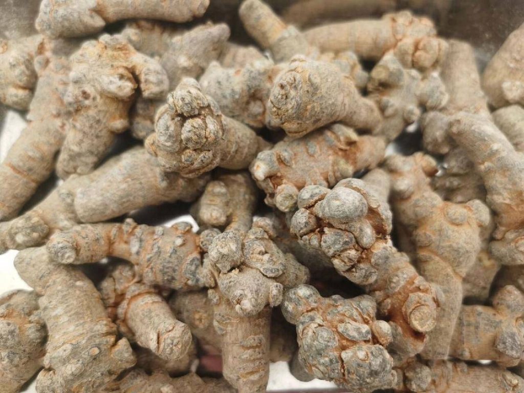 Tam Thất Bắc