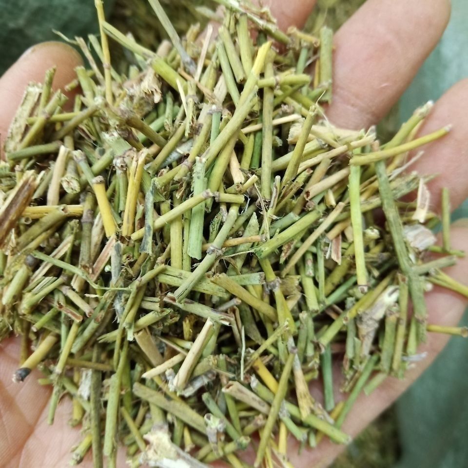 Ma Hoàng